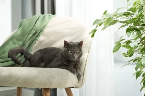 Cat in sunlit corner Stock Photos