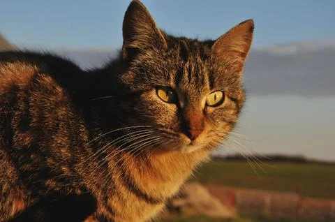 Cat Sunset 1 Foto stock