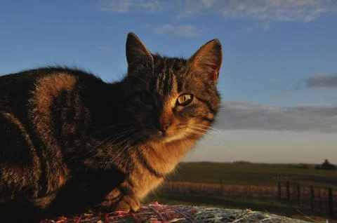 Cat Sunset 2 Stock Photos