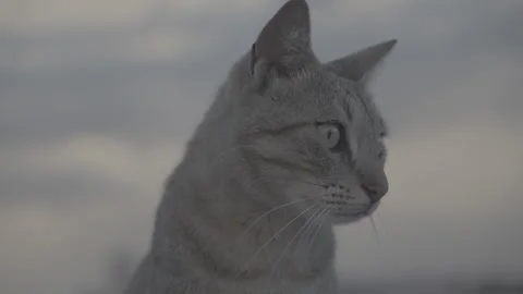 Cat at sunset Video stock 243155919