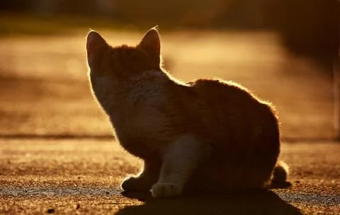Cat in the sunset Stock Photos