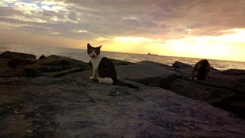Cat at sunset Foto stock