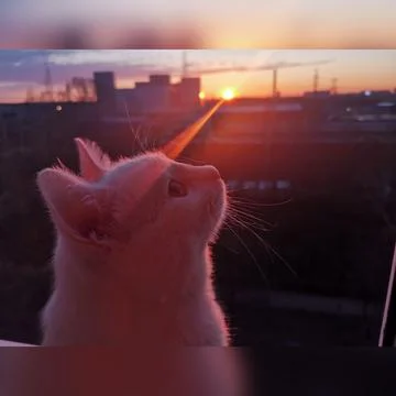 Cat at sunset Stock Photos