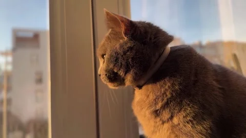 Cat at Sunset – Warm Sunlight on Fur Stock Footage 308808057
