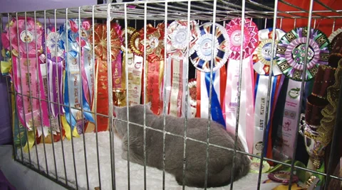 Cat Super Champion Stock Footage 30588230