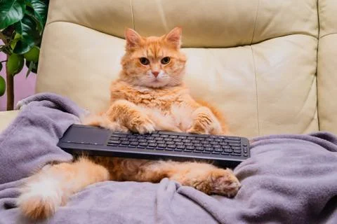 Cat surfing on internet Foto stock