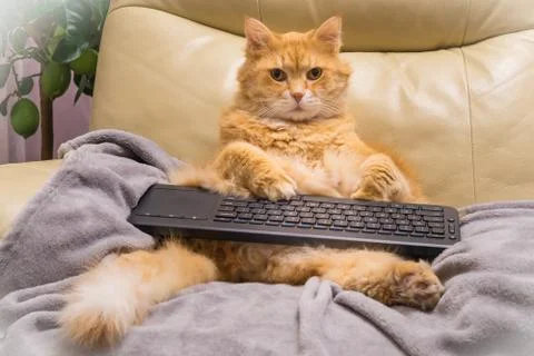 Cat surfing on internet Stock Photos