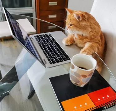Cat surfing on internet Stock Photos