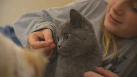 Cat is surprised to look at the dog. Stock Footage 97929038