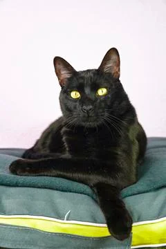 Cat surprised Stockfoto's