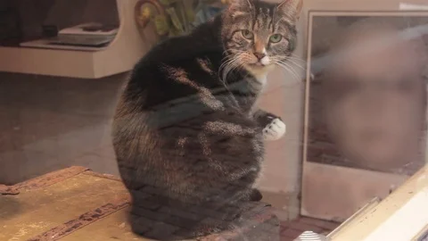 Cat surprised in Window Stock Footage 75682929
