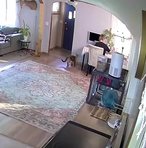 Cat Surprises Owner Quietly Working On Puzzle, Howell, Michigan, USA - 03 Sep 20 Stock-Footage 345611330