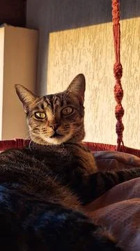 Cat on the suspended bed Stock Photos