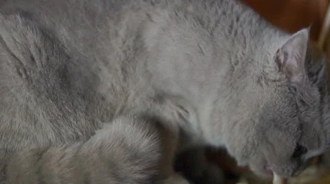 Cat swears 库存影片 45588521