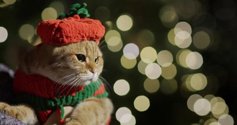 A cat in a sweater and a hat is held in her arms against the background of Stock Footage 249613947