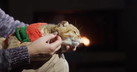 A cat in a sweater is warming himself on his owner's lap. In the background a Stock Footage 252507955