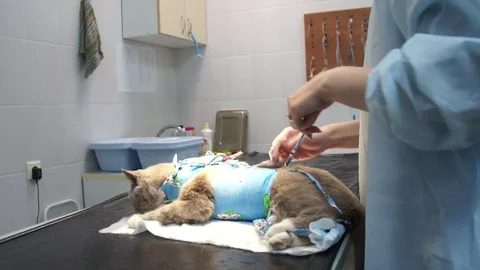 The cat on the table is bandaged after the operation Stock Footage 81655129