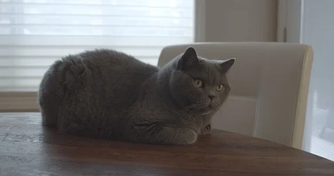 Cat Table Chair Stock Footage 126670677