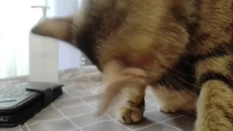 Cat on the table Stock Footage 218344032