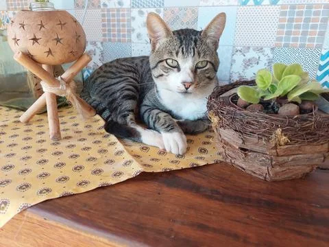 Cat on the table looking at the man Stock Photos