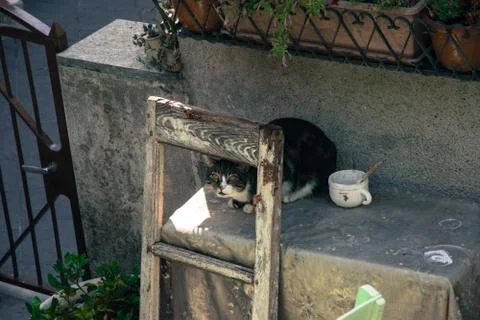 Cat on the table with an old building 写真素材