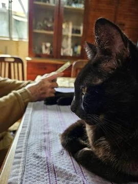 Cat on Table with Person Stock Photos