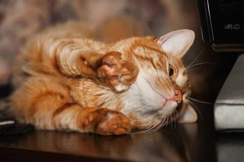 Cat on Table Stock Photos