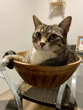 Cat on the table Stock Photos