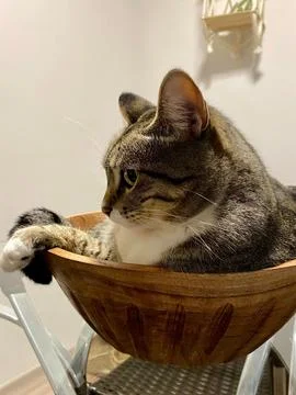 Cat on the table Stock Photos