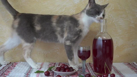 The cat on the table sniffs the wine 스톡 동영상 278610549
