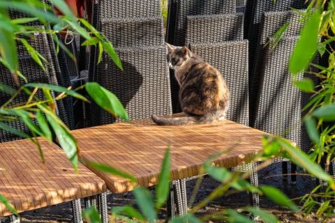 Cat on the table on the summer day. Stock Photos