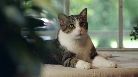 Cat on table tight 스톡 동영상 201820219