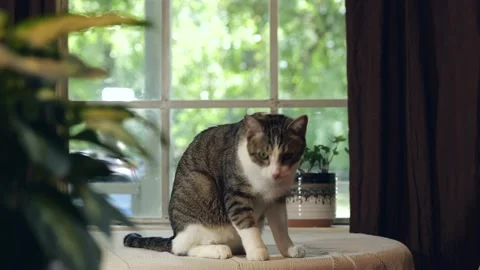 Cat on table wide 3 스톡 동영상 201819732