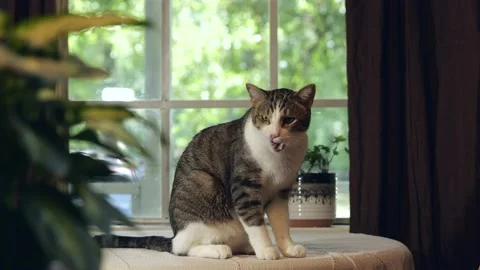 Cat on table wide 4 스톡 동영상 201819900