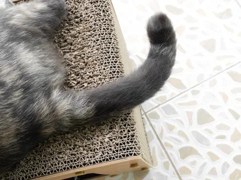 Cat tail, calico cat or tortoiseshell cat grey cute swinging tail Foto stock