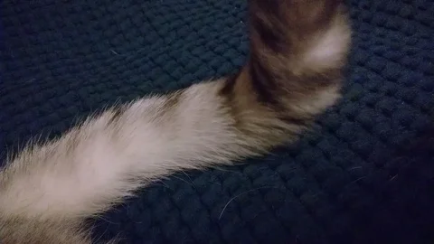 Cat tail Stock Footage 85780077