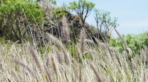 Cat tail grass of Masca 스톡 사진