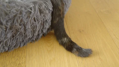 Cat tail hanging out of fluffy cat bed Stock Footage 116856773