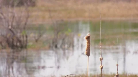 Cat tail plant during Florida winter with marsh blurred in background Stock Footage 145717000