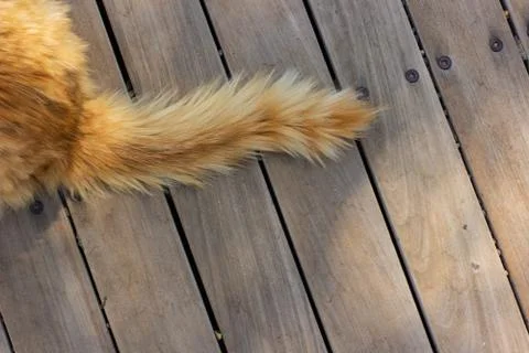 Cat tail red wool on wooden deck floor textured background surface wallpaper  스톡 사진