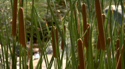 Cat Tail Reed Background Video stock 726932