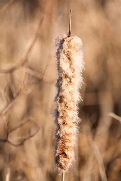 Cat-tail reed. Stock Photos