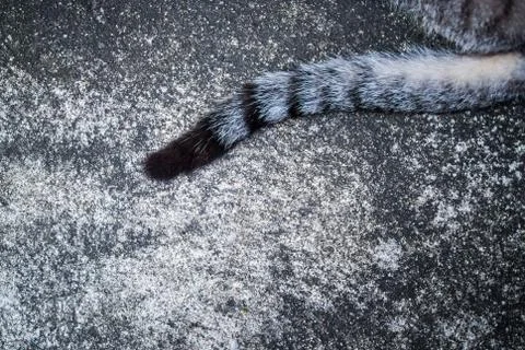 Cat tail with soft light . Foto stock