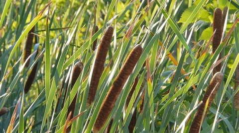 Cat tail in a sunny day 스톡 동영상 68933182