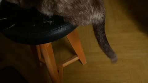Cat Tail Swishing Playfully While Perched on Wooden Stool Vidéo 340305153