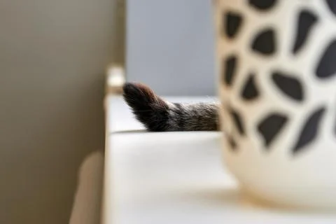 Cat tail tip on window sill Stock Photos