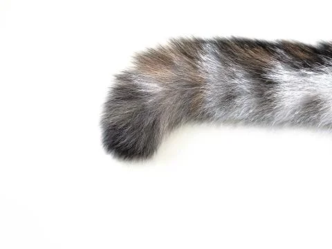 Cat tail on the white background isolate Stock Photos