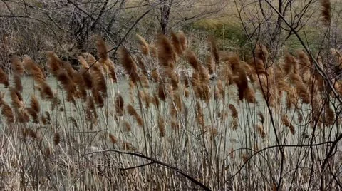 Cat tails Video stock 11244292