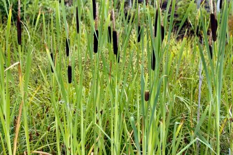 Cat tails Stock Photos