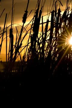 Cat Tails Stock Photos